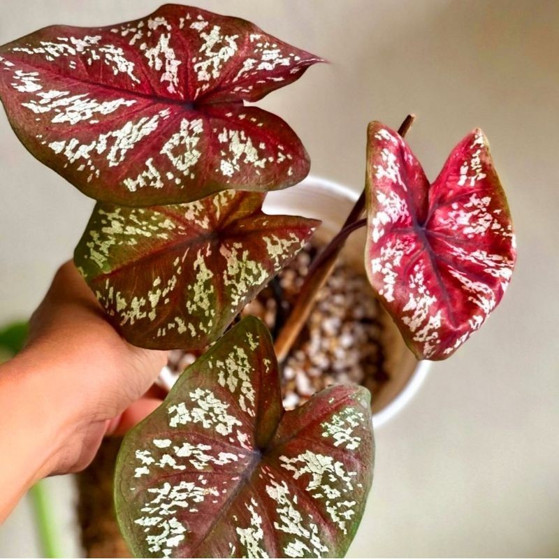 Tanaman Hias Keladi Darkcocho Bunga Hias Keladi Caladium Anakan Darkchoco Murah BUKAN BONGGOL Tanama