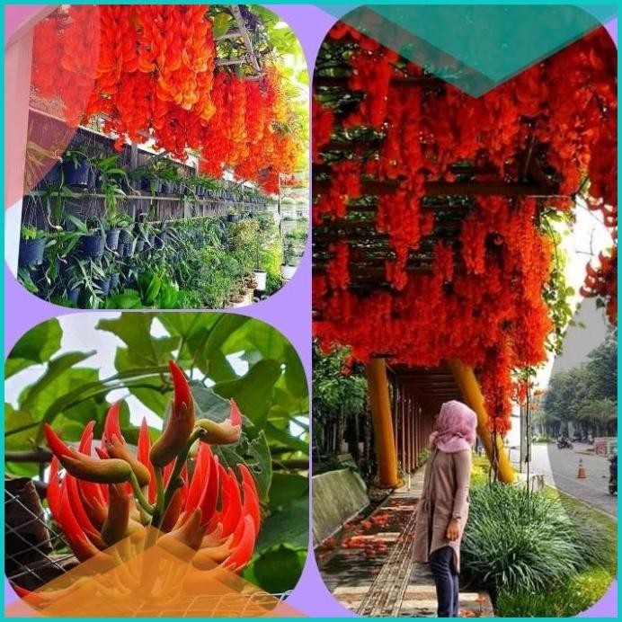 Bibit Tanaman Flame Of Irian merah api tinggi150up 13m4yZ4 parts