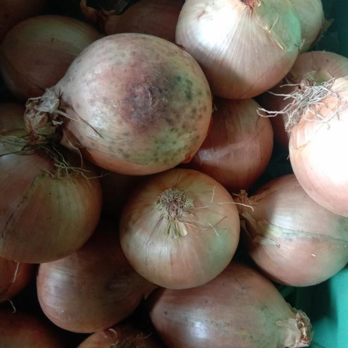 

bawang Bombay nz ukuran 50-60 1 kg