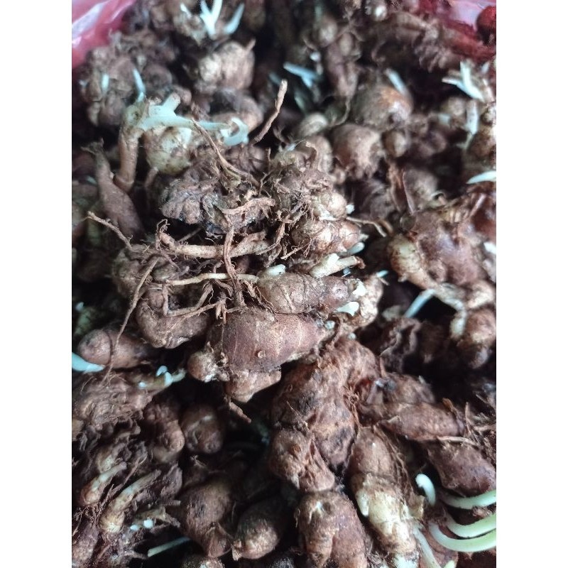 

Kencur madura termurah 1kg