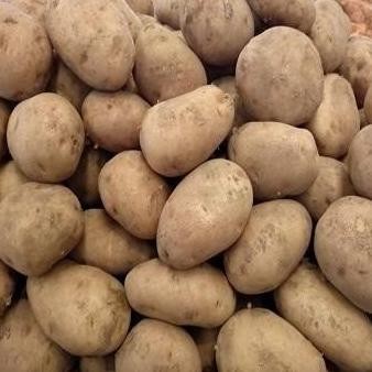 

PROMO Kentang Dieng Super 500 Gr Fresh Dari Petani - Shuffel BERKUALITAS