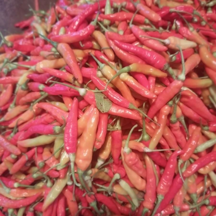 

Cabe Rawit Merah 1Kg Fresh Dari Petani Lokal Service