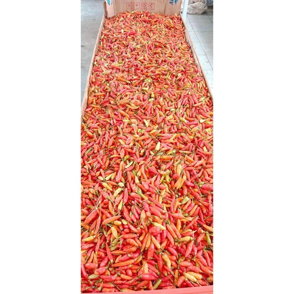 

Bawang Putih Kating 500Gr + Bawang Putih Sinco 500Gr Bonus Cabe 150Gr Madium
