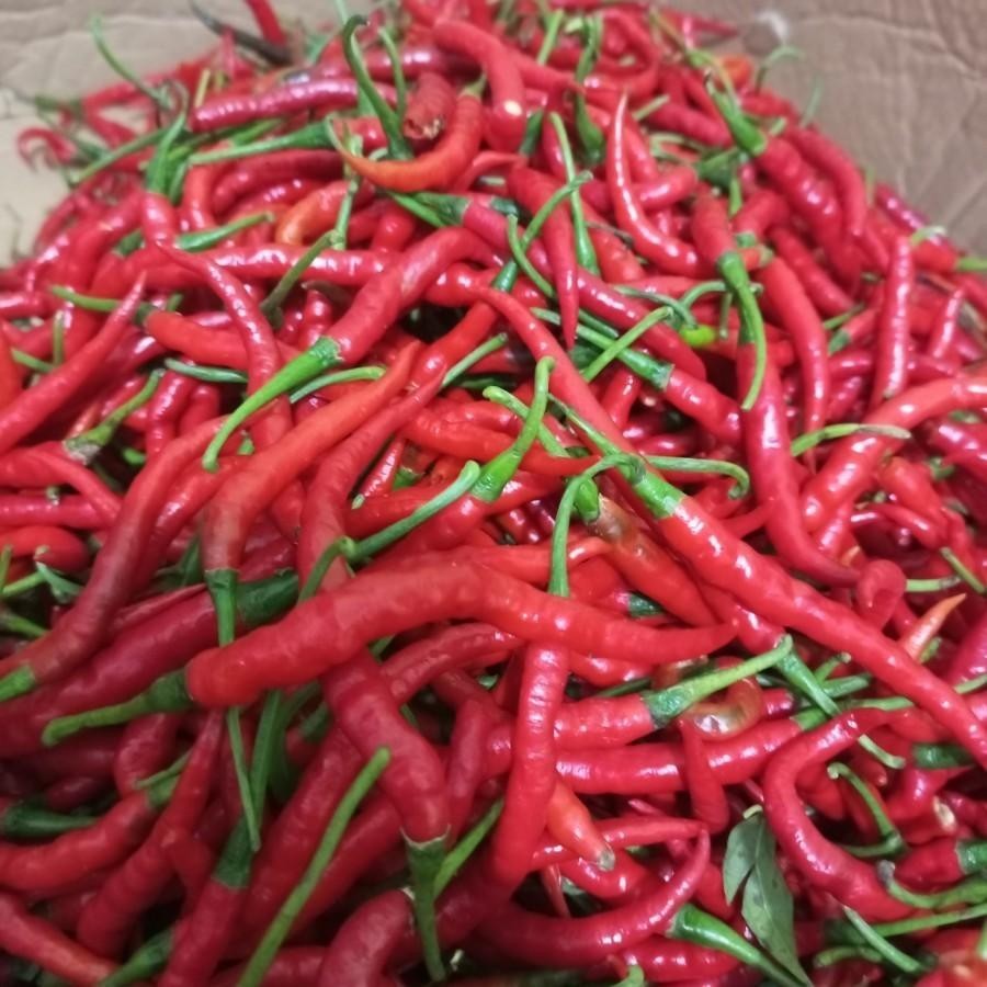 

Cabe Merah Keriting 150 Gr Fresh Dari Petani Srikandi