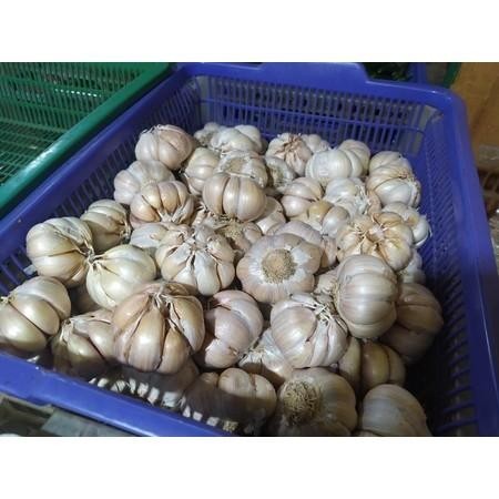 

Bawang Putih Kating 500Gr + Bawang Putih Sinco 500Gr Bonus Cabe 150Gr Manwar