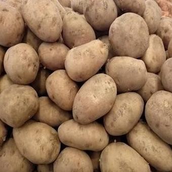 

BERKUALITAS Kentang Dieng Medium 1Kg Promo Murah - Shuffel MURAH