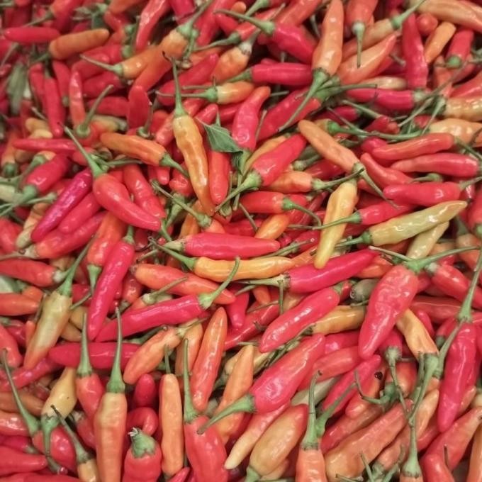 

BARU Bawang Merah Besar Sedang 1/2 Kg Bawang Putih Sinco 1/2 Kg Bonus Cabe TERJAMIN