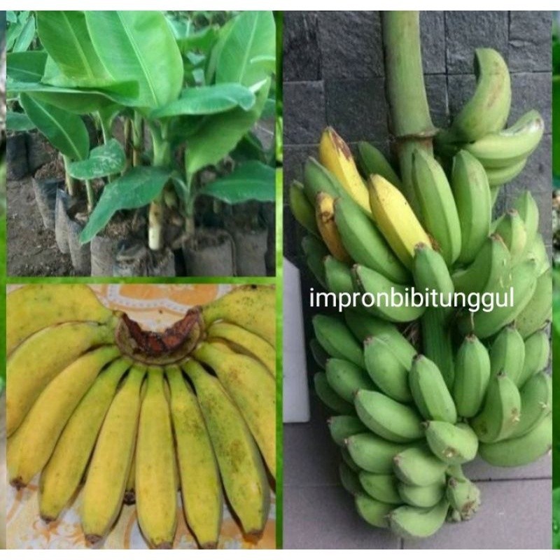 bibit pisang raja bulu