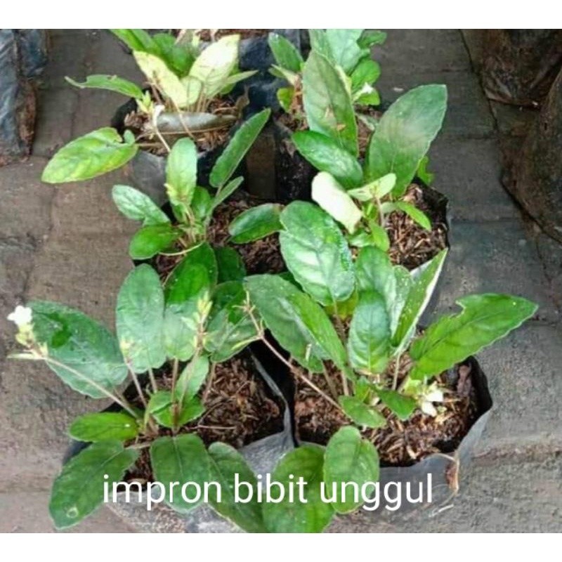 Bibit tanaman herbal gempur batu