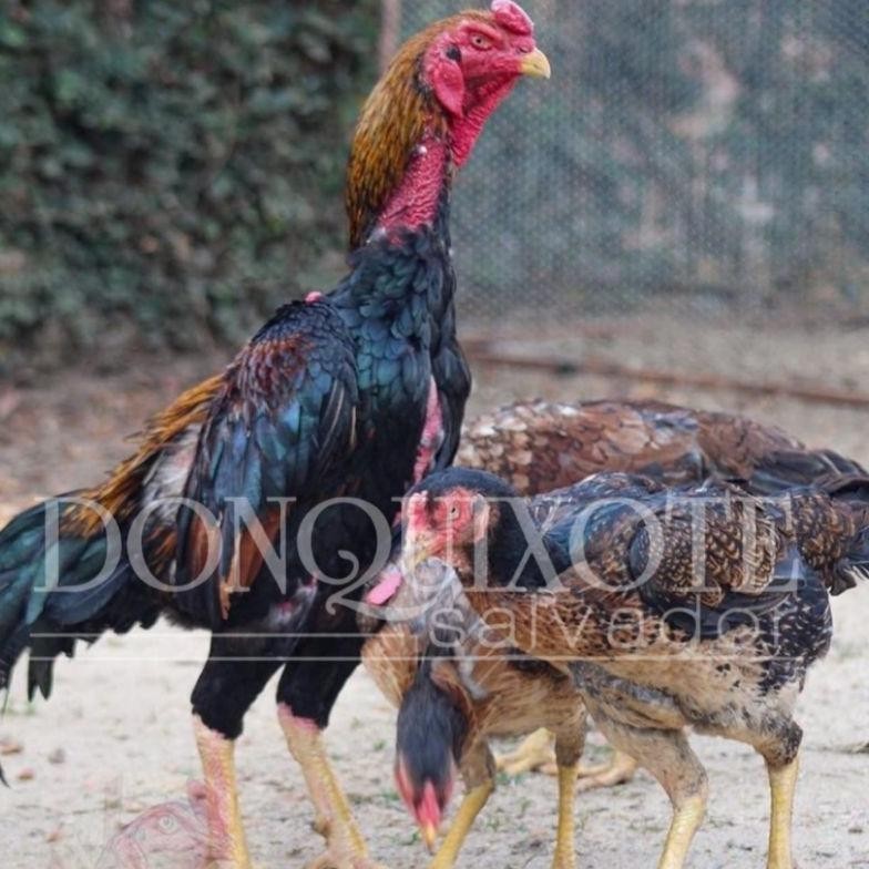 

6.6 Telur Ayam Shamo Super Original