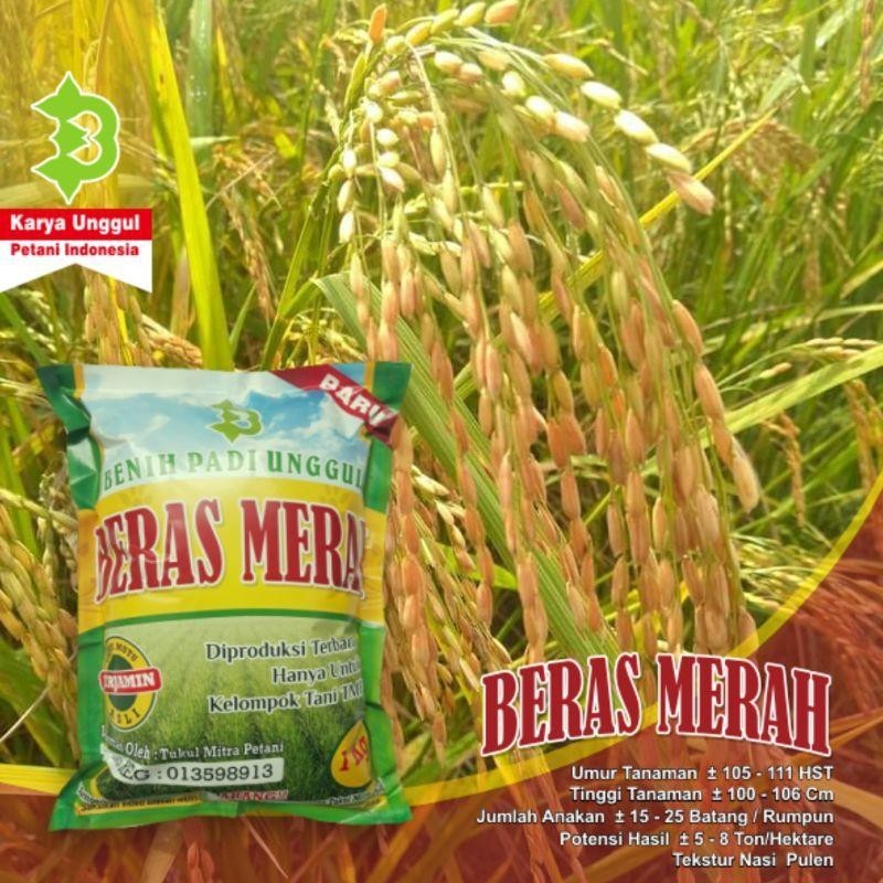 

Padi Beras Merah Kualitas Unggul Kualitas Terbaik