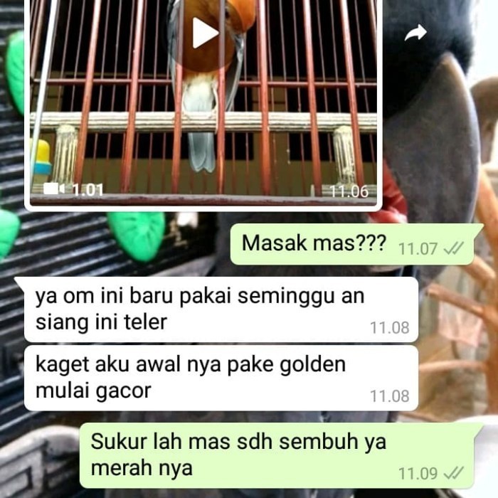 Pakan Burung Import Voer Wambi Murai Poksay Anis Kacer Dll