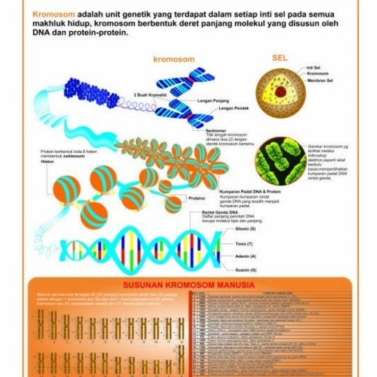 

Poster Kromosom / Carta Cromosom / Gambar Kromosom