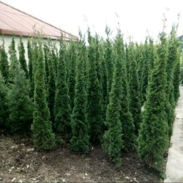 Pohon Cemara Lilin-Tanaman Cemara Lilin