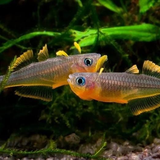 HIASAN AQUASCAPE PSEUDOMUGIL FURCATA