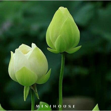 BENIH BIBIT BIJI LOTUS TERATAI AIR IMPORT