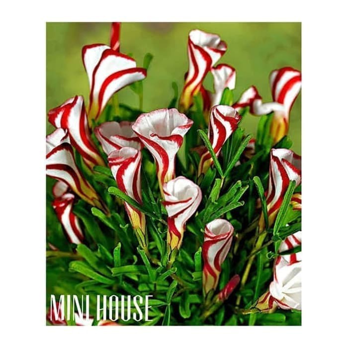 BIJI BIBIT BENIH OXALIS VERSICOLOR IMPORT