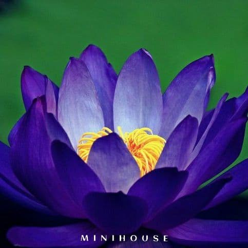 BENIH BIBIT BIJI LOTUS TERATAI AIR IMPORT