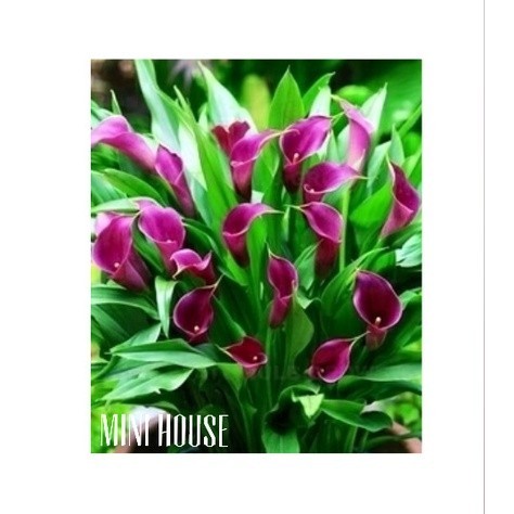 BIBIT BIJI BENIH LILY CALLA