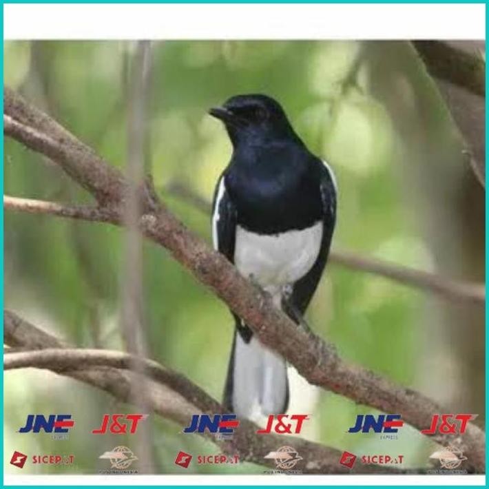 BISMILLAH KACER DAPUT  KALIMANTAN MH CIBINONG GD150