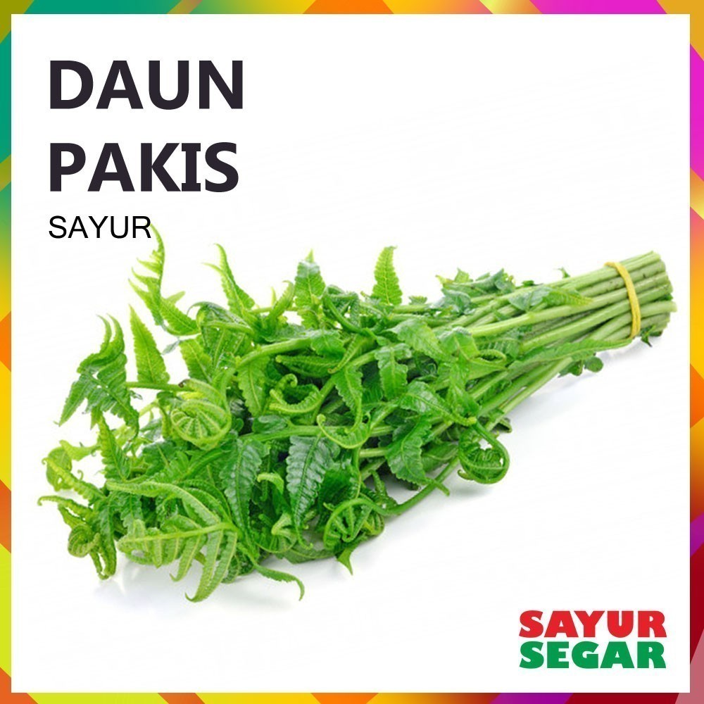 

Daun Pakis 1 Ikat Fresh