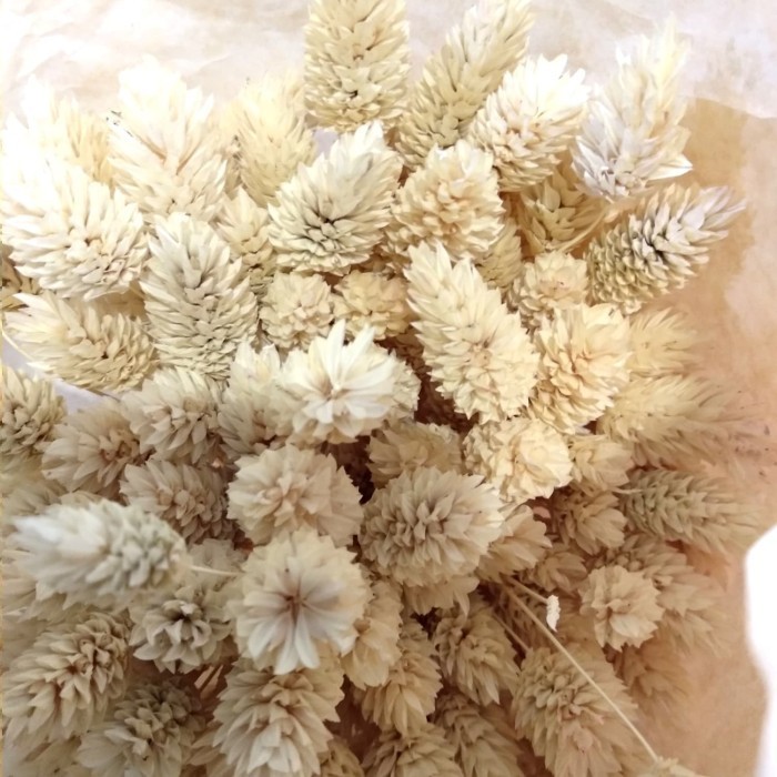 

phalaris bleached offwhite 25 tangkai / bleached white phalaris K01