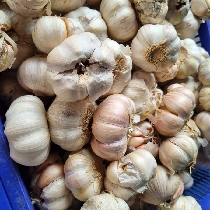 

TERBARU BAWANG PUTIH BANCI 1 KG / HONAN 1KG !!!!!