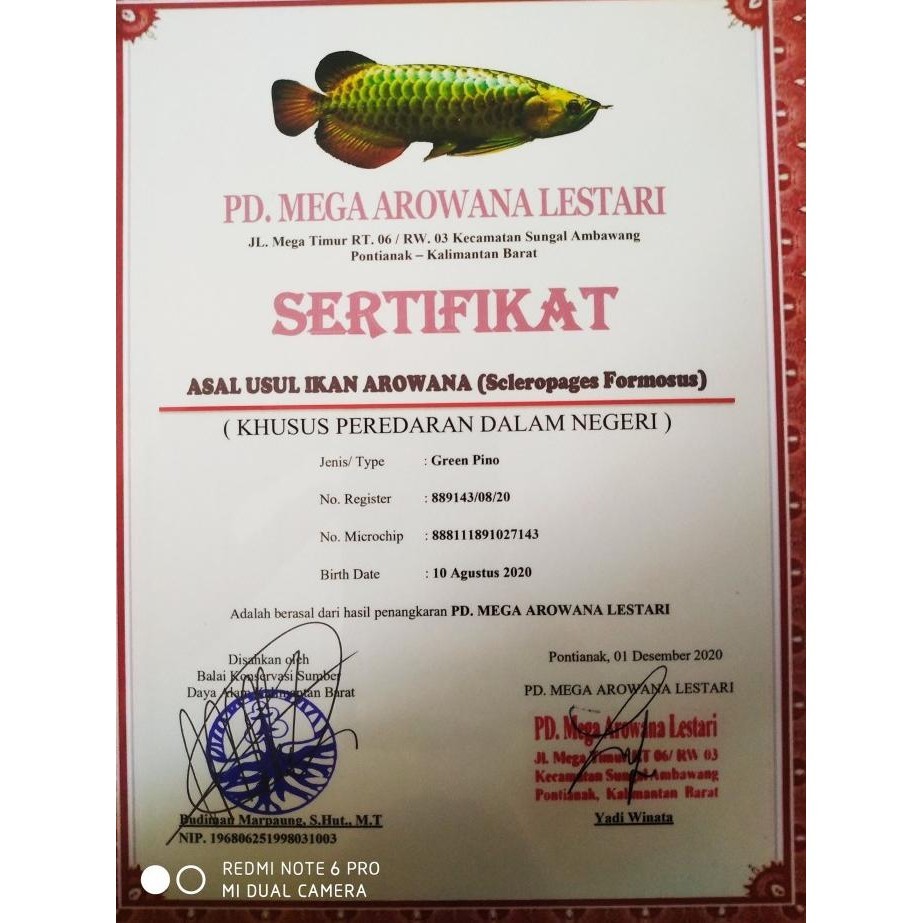 NEW PRODUK SERTIFIKAT DAN MICROCHIP MICRO CHIP ARWANA GREEN GOLDEN PINO HIJAU 