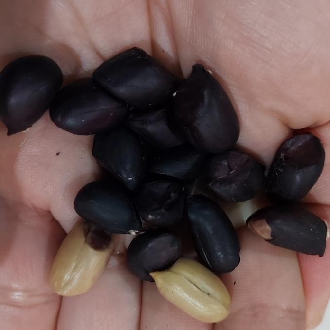 

Merpati Kacang UNGU / Hitam Besar 800 gram Asli khas Kawangkoan Manado TPC