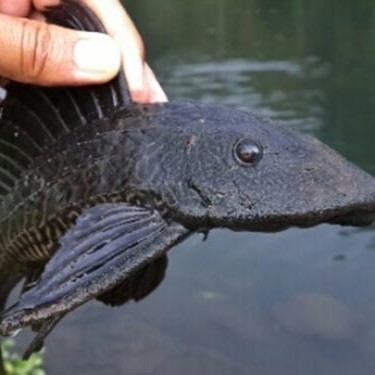 ikan sapu sapu hitam jumbo K02