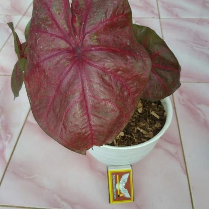 [New] Pohon Caladium Red Stard - Caladium Red