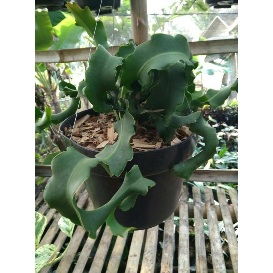 [Bisa Cod] Pohon Wijaya Kusuma Tanduk