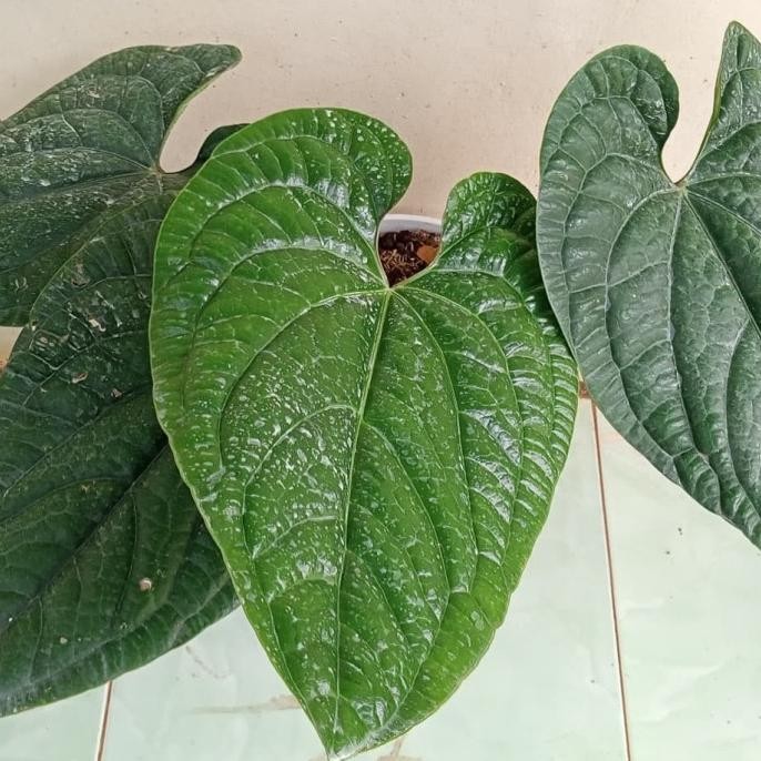 [Promo] Tanaman Hias - Pohon Anthurium Sirih Daun Besar