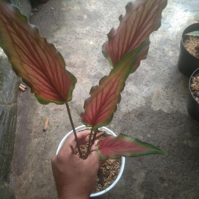 [New] Tanaman Hias Keladi Keris Merah/Lebar+Pot Putih