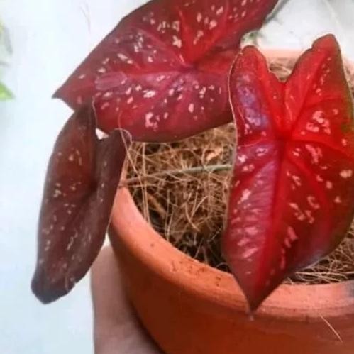 [Bayar Di Tempat] Tanaman Hias Keladi Merah/Langka