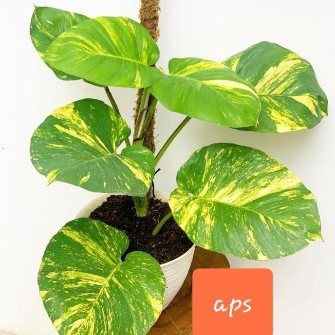 [Promo] Tanaman Hias Sirih Gading Daun Lebar/Epippernum Daun Jumbo Plus Pot