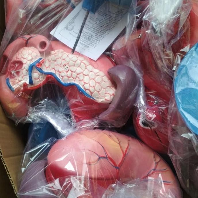 [New] Model Ginjal Manusia / Torso Ginjal Manusia
