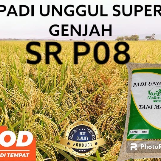 Benih Padi Sr P08 Ultra Genjah 5Kg