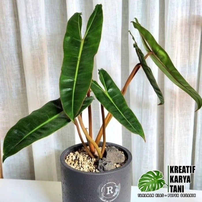 Tanaman Hias Philodendron Bilitiae Kabel Busi - Kabel Busi Original