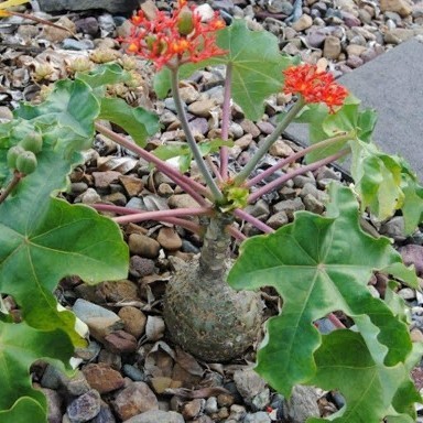 Tanaman Jarak Bali Botol / Jatropha Podagrica - Pohon Herbal / Tanaman