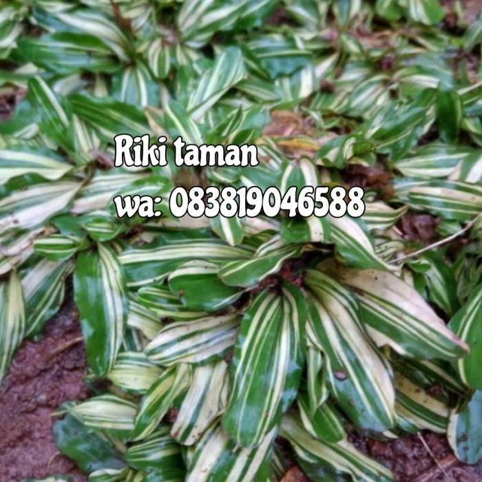 Bibit Rumput Gajah Mini Varigata 2 Meter