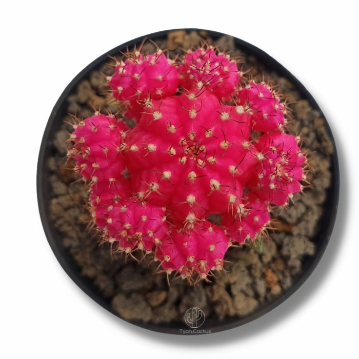 Gymno Pink / Tanaman Succulent Cactus