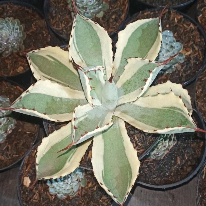 Sukulen "Agave Kishokan Varigata"