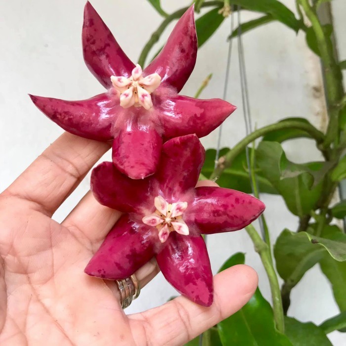 Hoya Imperialis Sp Kalimantan