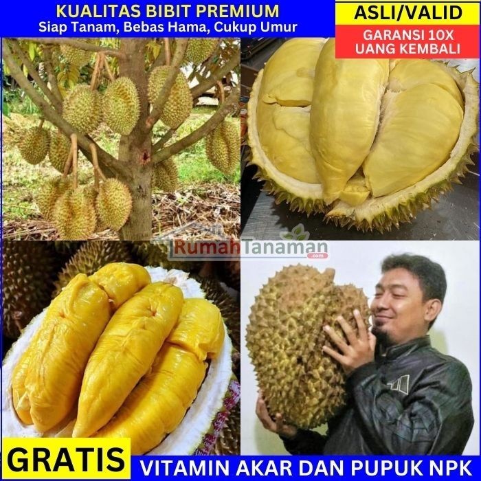 Bibit Durian Unggul Asli Bergaransi - Bibit Durian Cepat Berbuah