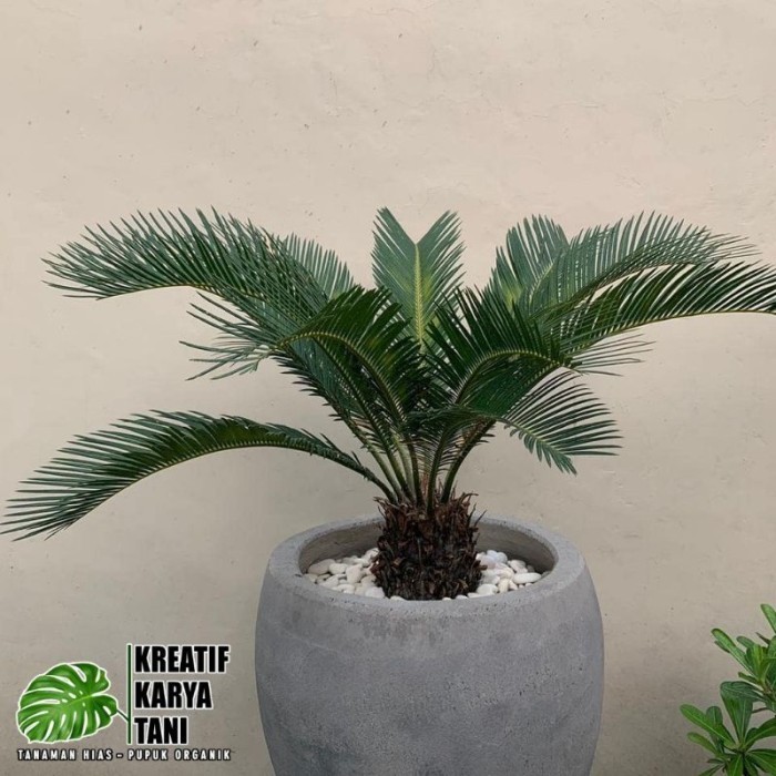 Tanaman Hias Palem Sikas - Palem Sikas