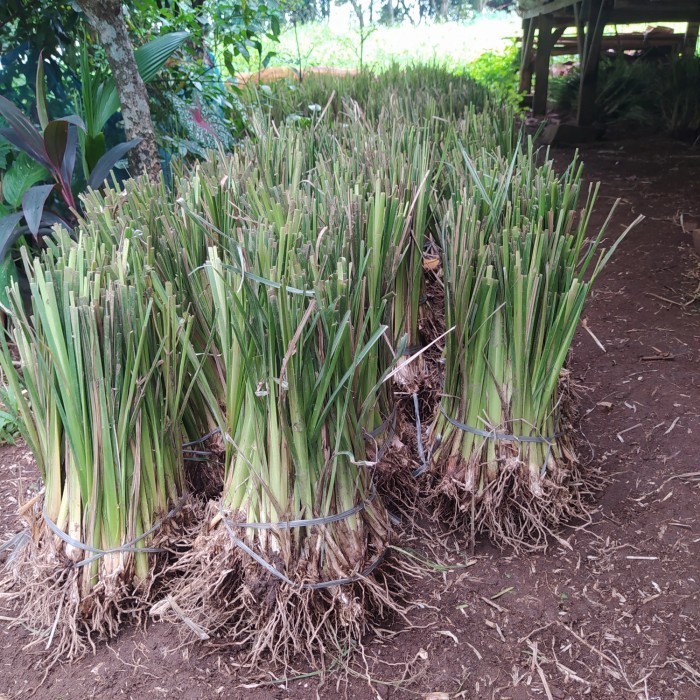 Paket 1000 Batang Rumput Vetiver Akar Wangi Bibit Rumput Vetiver