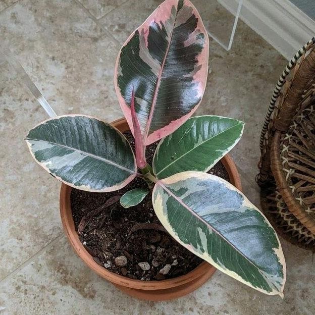 [Baru] Rubber Plant Ficus Elastica Variegata