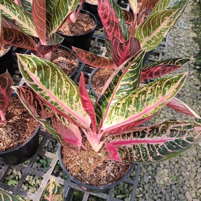 [Cod] Aglaonema Pride Of Sumatra