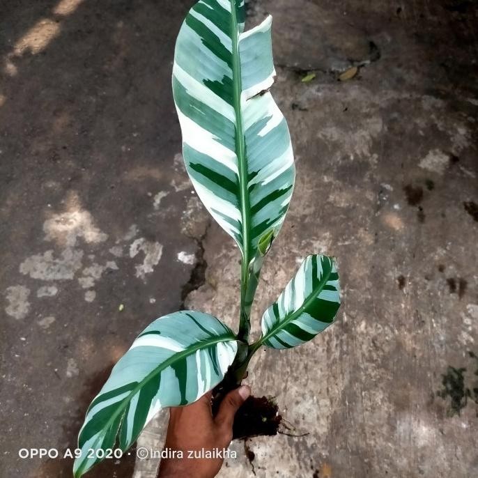 [New] Pisang Varigata Musae Tanaman